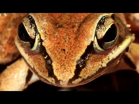 Wood Frog Facts: they SURVIVE FREEZING 🧊 Animal Fact Files