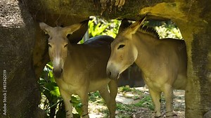 Pair of African wild ass in the zoo