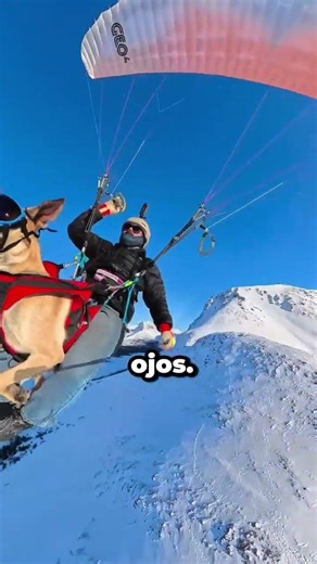 Estos Perros Usan GAFAS