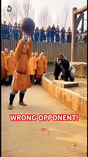 Monk Shows Strength Gorilla Responds With Absolute Power #subscribe #shorts