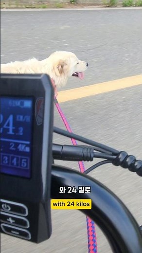 24 키로 질주후 먹는 간식이란.. #남해 #뽀끄미 #몽실이 #리트리버 #강아지 #반려견 #산책