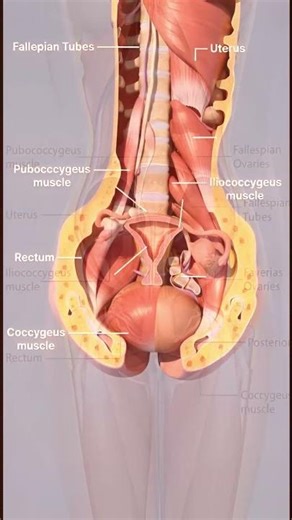 Ovulation – release of the mature egg