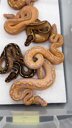 Garrick DeMeyer on Instagram: "Banana Freeways, Mardi Gras, and Super Asphalts! #python #pythonregius #royalpython #ballpython #ballpythons ballpythonsofinsta ballpythonsofig ballpythonsofinstagram ballpythonbreeder ballpythonbreeding ballpythonmorphs ballpythonmorphsofinstagram royalconstrictordesigns bananaballpython freewayballpython"