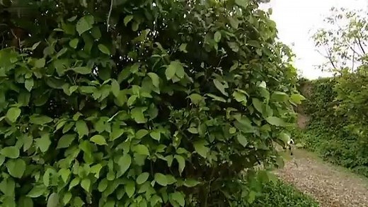 Big_Barn_Farm_S01E07_The_Important_Visitors