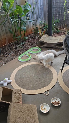 1.1K views · 103 reactions | Our morning ritual!  | Bonnie & Clyde plus Candy | Facebook