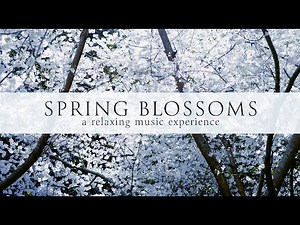 Relaxing Music for Sleep, Stress Relief & Study with 4K Spring Scenery