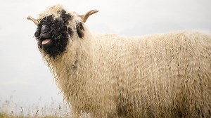 Fluffy Black Nose Sheep’s Precious Bath Time Routine Is the Ultimate Pampering