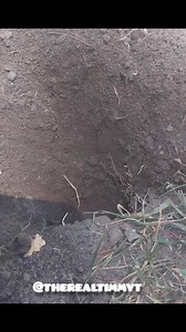9.6K views · 634 reactions | Look who's poking their head out of a hole? It's the cute little Gopher, and look at those teeth. Feel free to share the video :) #gopher #pocketgopher #cute #thedodo #animalsofinstagram #Gophers #tiktok | Timmy T | Facebook