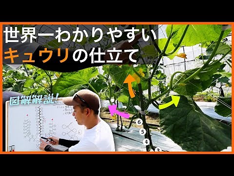 [Illustrated] How to train cucumbers for net cultivation [Three-stem training]