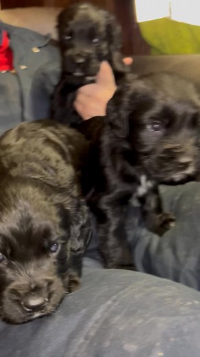 Black Sprocker pups… | Uggeshall Spaniels - Breeding Working Springers, Cockers and Sprockers