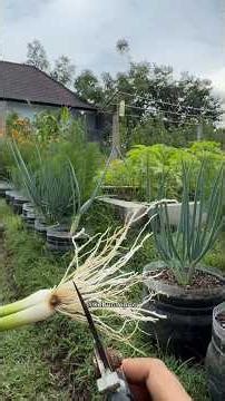 Tips for planting spring onions so they don't shrink #gardening #gardening #onions