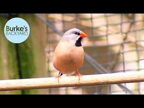 Burke's Backyard, Long-tailed Finch Road Test