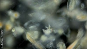 Zooplankton and plankton of White Sea under a microscope. Various types of Copepoda and their larvae, Chaetognatha.