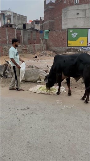 Hare Krishna#gau #maa ￼￼