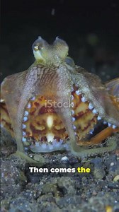 Octopus vs Crab – Who Wins in the Aquarium Battle? 🦑🦀