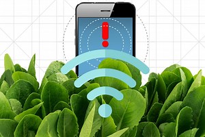 Nanobionic spinach plants can detect explosives