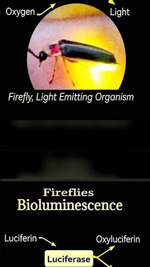 Fireflies | Bioluminescence