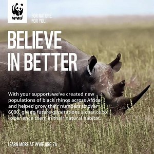 13 reactions |  20 years, countless strides for black rhinos. Our Black Rhino Range Expansion Project is helping these majestic animals thrive. Follow WWF for more wins for wildlife and nature! 憐 | WWF South Africa | Facebook