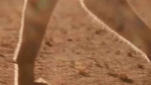 Amazon Rainforest: A Thrilling Adventure into the Heart of Nature's Untamed Wilderness