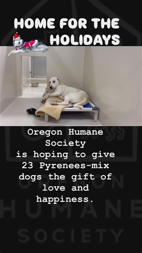 Oregon Humane Society wants to find these dogs a home for the Holidays