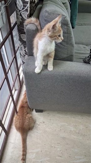 Tom kitty found his sister.. #cat #kitten