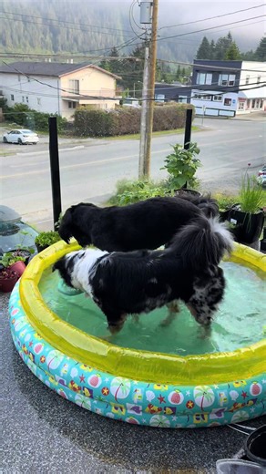 Playing in the pool with her bestie Salish ! June 2025