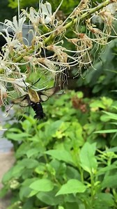 22 reactions · 5 comments | Happy Moth Week! We recently found a...