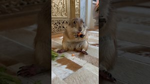 Chonky prairie dog enjoys sitting and eating vegetables