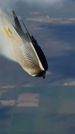 Esto no sabías sobre que inspiró el halcón peregrino