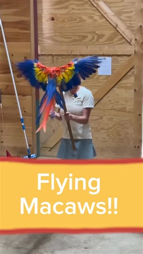 28 reactions | Come see our Flying Macaws!! Do a farm tour and see so many animals! Let’s learn about them with Fallon. | Ocoee Riverside Farm | Facebook