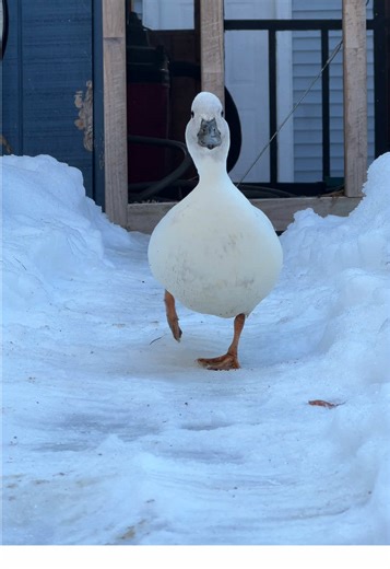 She rocks a feather coat better than any other model 👏🏻 #DunkinDucks #PetDucks #CallDucks #FarmAnimals #BackyardDucks