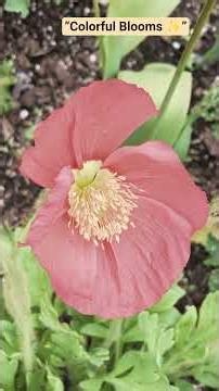 Coastal Maine Botanical Gardens Boothbay ME Relax Your Mind with These Flowers #flowers