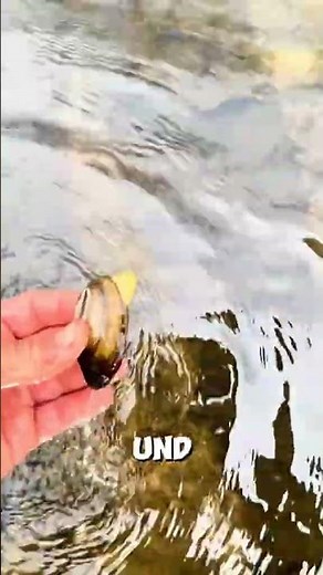 Algen im Teich? Diese Helfer lösen das Problem