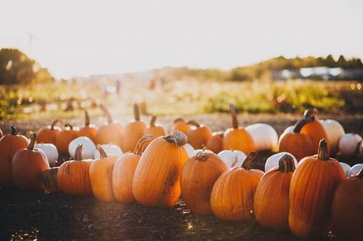 15 Best Pumpkin Patches In Wisconsin To Visit In 2023