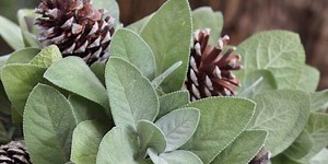 Ideas for Christmas flowers