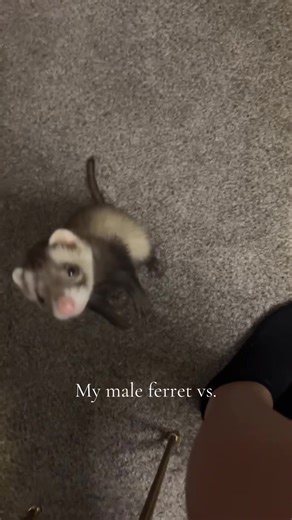Ferret Life: Male vs Female Ferret Showdown
