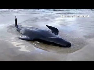 Australia to dispose of 400 dead stranded whales
