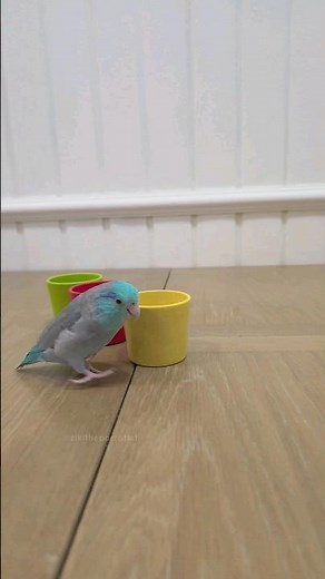 Trick Training ❤️