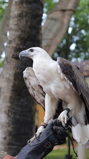 8.3K reactions · 1.2K shares | We’ve missed you 珞 These are the activities and sights you should know when visiting Davao Crocodile Park & Zoo!  See you around! For bookings or inquiries, message us here:  +63917 702 5953  davaocrocodileparkandzoo@gmail.com #DavaoCrocodileParkandZoo | Davao Crocodile Park & Zoo | Facebook