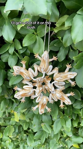 LaKenzie | This would go pretty hard as tree topper too now that I think about it 🤔 #frog #weird #christmas | Instagram