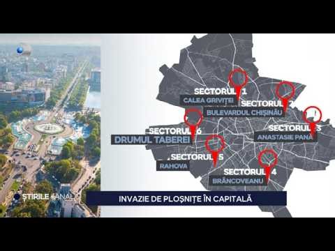 Stirile Kanal D - Invazie de plosnite in capitala! | Editie de seara
