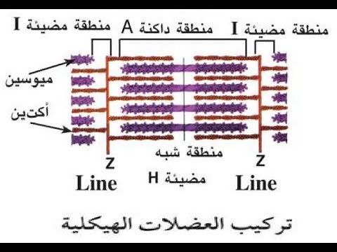 تركيب القطعة العضلية