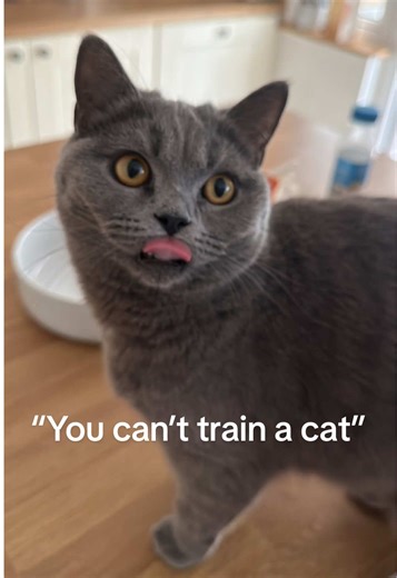 How to Train Your Cat: Proven Techniques and Tips