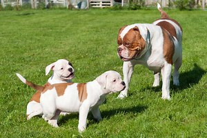 How Much Does an American Bulldog Cost? (2025 Price Guide)