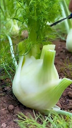 How Italians Grow and Eat Fennel Bulb | The Onion-Like Fennel Vegetable