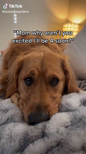 Heartwarming Moments with Crying Golden Retriever