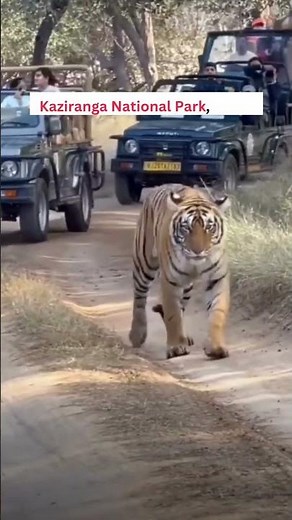 Top Must-Visit Places in Northeast India: A Hidden Paradise!