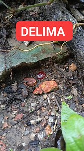 86K views · 826 reactions | Batu merah delima #batumerahdelimaasli #batumerahdelima #delimapalsu #pusakadelima #delimaasli #akik | Nasrin zaky stone | Facebook