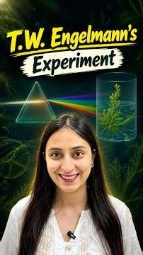 T.W. Engelmann’s Experiment | Action Spectrum of Photosynthesis #neet #study #biology #ytshorts #yt