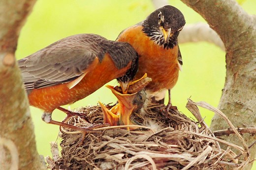 Do American Robins Mate For Life?